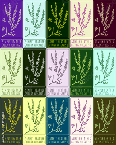 Set of vector drawing COMMON HEATHER in various colors. Hand drawn illustration. The Latin name is CALLUNA VULGARIS L