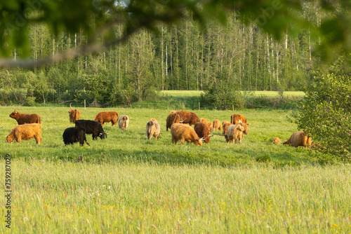 A herd of Highland cows grazing on a wild meadow on a summer evening in rural Estonia, Northern Europe
