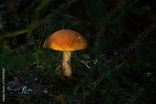 A close-up of Dark-stalked bolete lit by sunlight on a summer evening in Estonia, Northern Europe photo