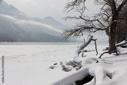 Fotografía trees by the lakeshore in the snow in the mountains in winter