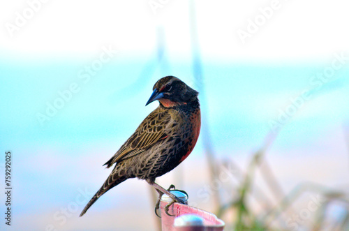 Long-tailed meadowlark young photo