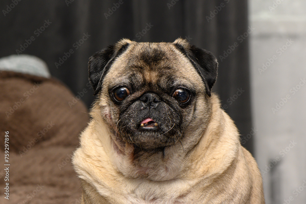 pug suffers from food allergies. skin irritation on dog's neck 1