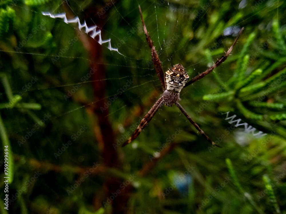 Small spiders that make nests among pine trees Small spiders that make nests among pine trees