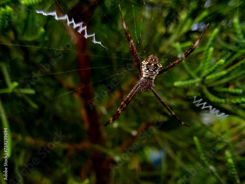 Small spiders that make nests among pine trees © Henhen91