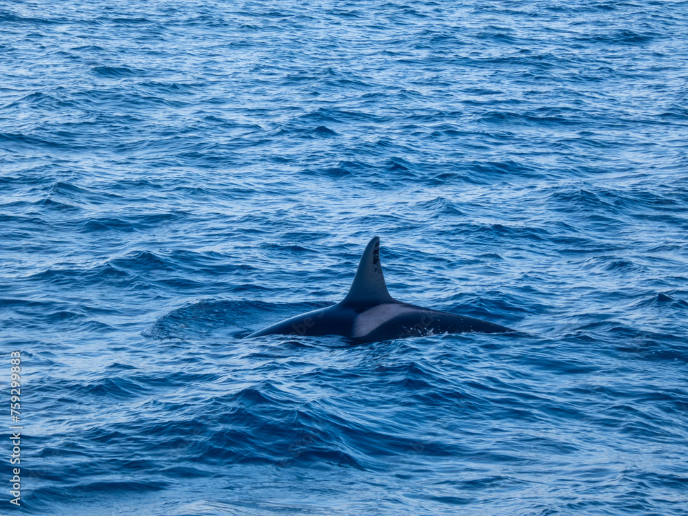 Naklejka premium Killer Whale at sea in iceland