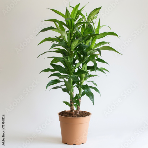 A healthy Dracaena plant with pointed green leaves growing in a brown pot  perfect for adding a touch of nature to indoor spaces.