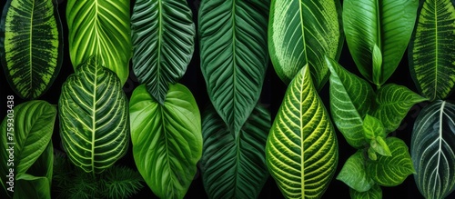 Varieties of plants displaying attractive patterns on their green leaves - Closeup, pattern, background