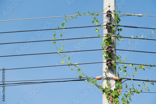 Electric post and line on blue background.Electric post is covered by ivy.