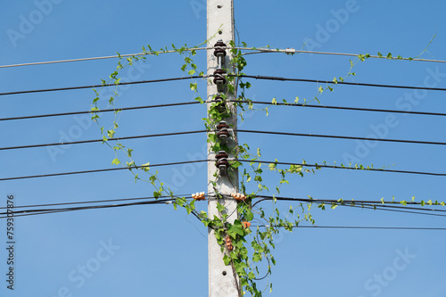 Electric post and line on blue background.Electric post is covered by ivy.
