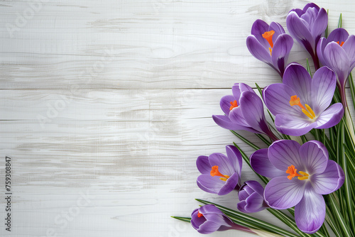Vivid purple crocuses with bright orange pistils adorn the right side of a rustic white wooden background photo