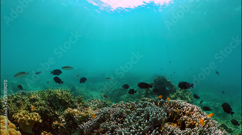 Coral reef and tropical fish under the sea floor. Underwater world background.