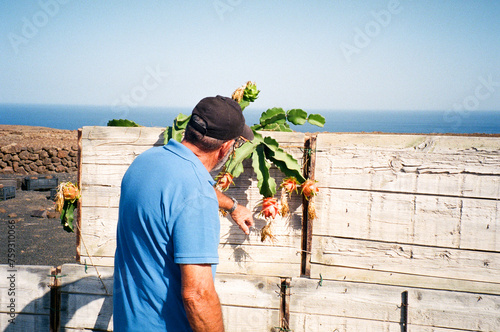 Seasoned Farmer: 65-Year-Old Inspecting Pitayas on the Branch photo