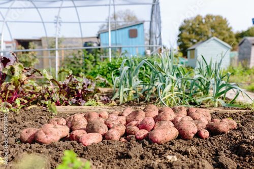 Freshly dug potatoes on soil on allotment garden