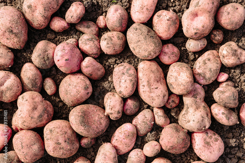 Freshly dug potatoes on soil in allotment garden photo