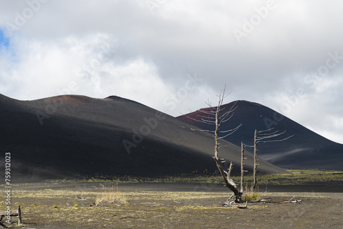 dead tree on volcanic cinder fields after eruption