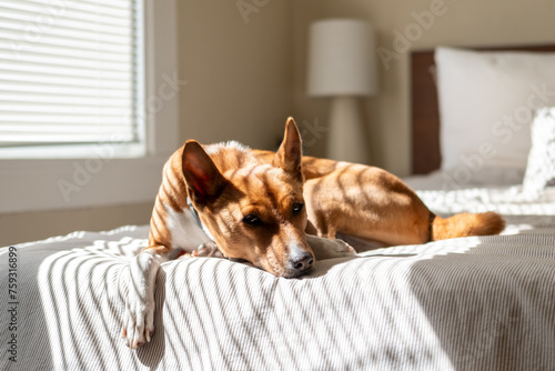 A dog relaxing with light on it's face photo