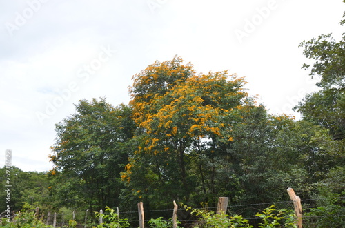 Tanque do Piauí - Piauí