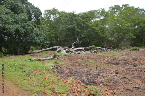Tanque do Piauí - Piauí