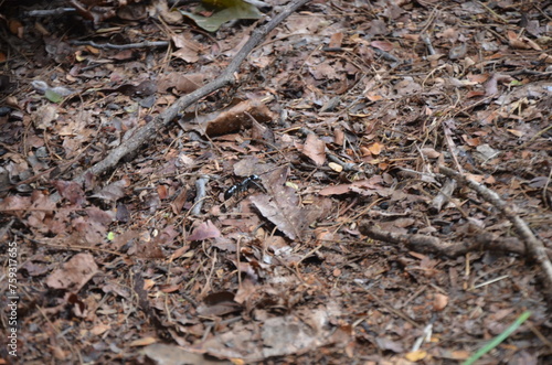 Tanque do Piauí - Piauí
