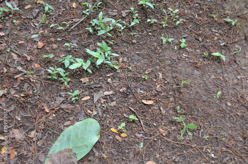 Tanque do Piauí - Piauí