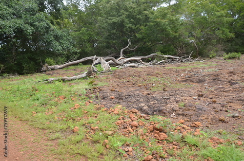 Tanque do Piauí - Piauí