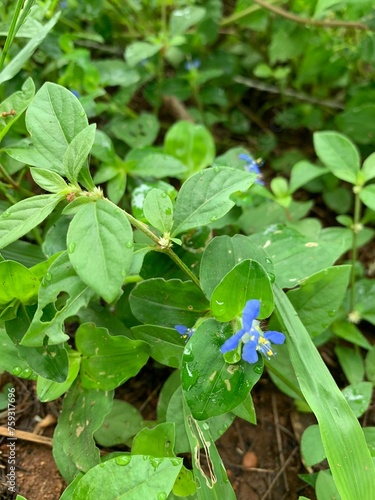 Tanque do Piauí - Piauí