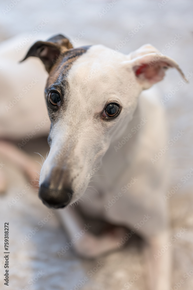 Portrait of a white whippet with a spot on the head and ear.