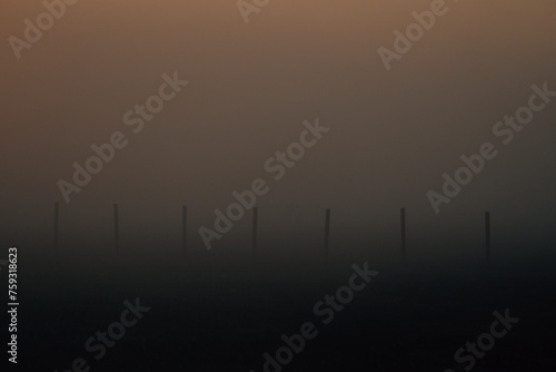 Wooden poles standing in a row in a foggy field.  photo
