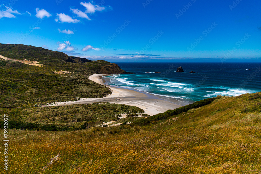 panorama of sandfly bay, famous beach with wildlife on otago peninsula near dunedin, new zealand south island panorama of sandfly bay, famous beach with wildlife on otago peninsula near dunedin, new zealand south island