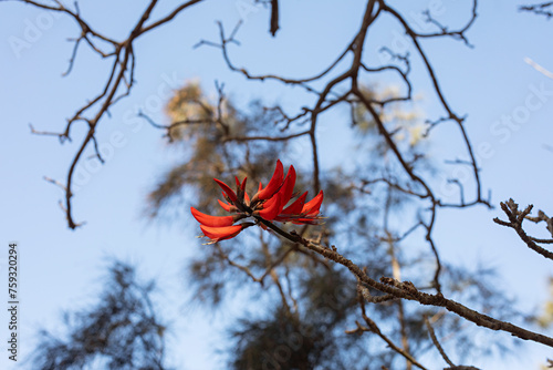 Erythrina Stricta Flower photo