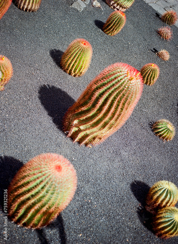 Cactus Elegance: Captured on 120 mm Film photo