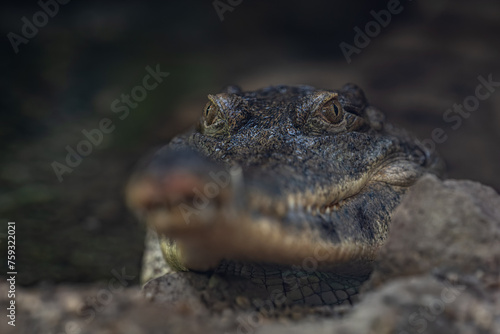 Crocodile shield eye detail portrait. photo