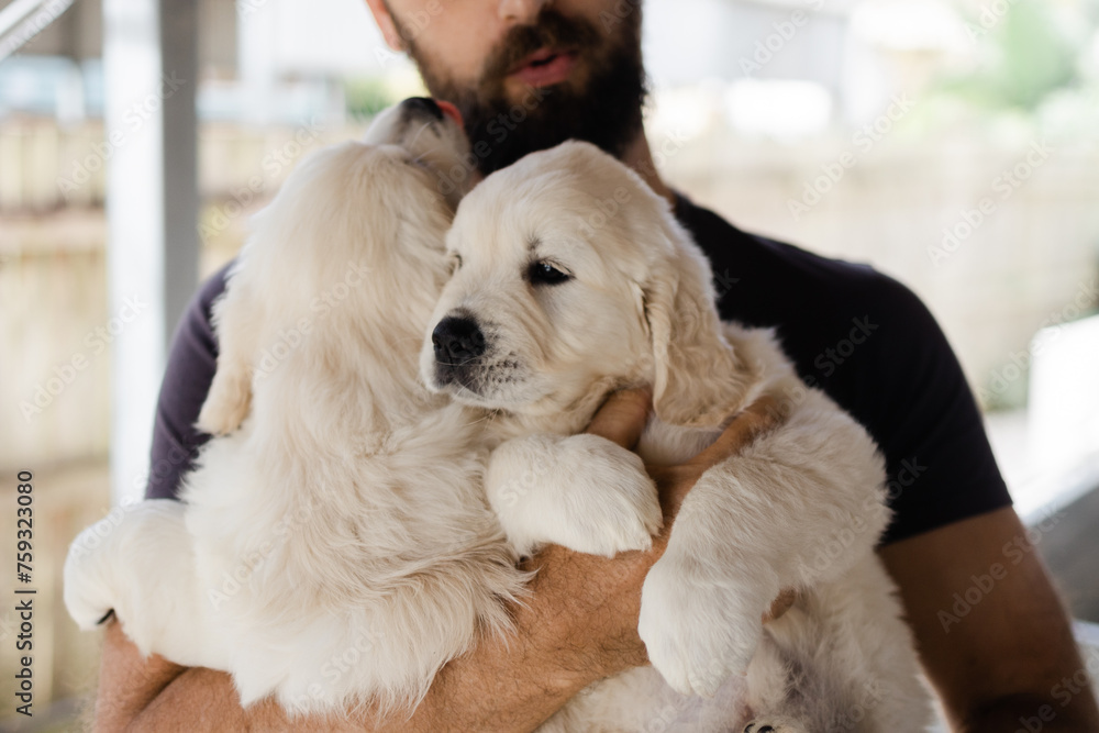 puppies cuddled by man puppies cuddled by man