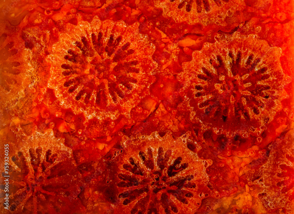 agatized fossil coral symbiosis of agate and crystal agatized fossil coral symbiosis of agate and crystal
