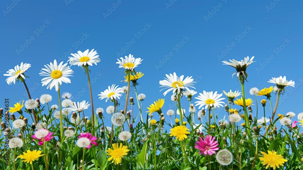 Floral meadow with daisies, dandelions under blue sky, perfect for text integration Floral meadow with daisies, dandelions under blue sky, perfect for text integration