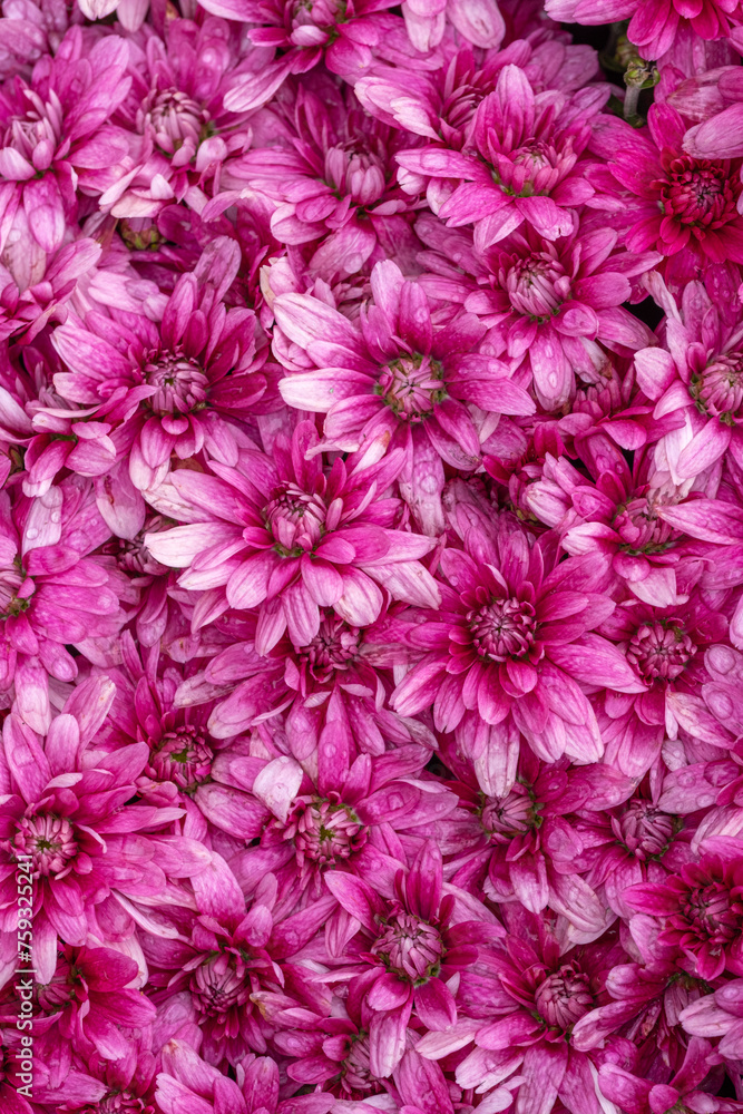 large grouping of purple chrysanthemums large grouping of purple chrysanthemums