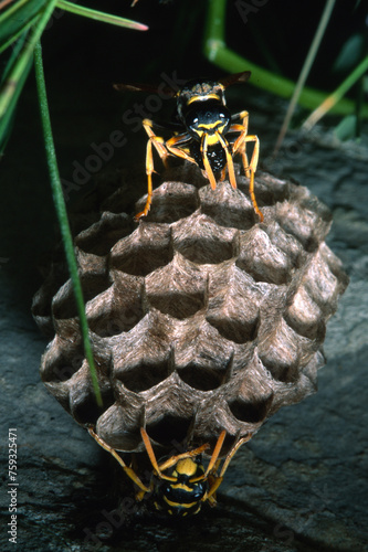 wasp on a nest. Paper wasp (Polistes gallicus) or Polistes dominulus building nest.. Paper wasp. It builds a paper nest which it makes by chewing wood and kneading it with saliva. Sardinia, Italy photo