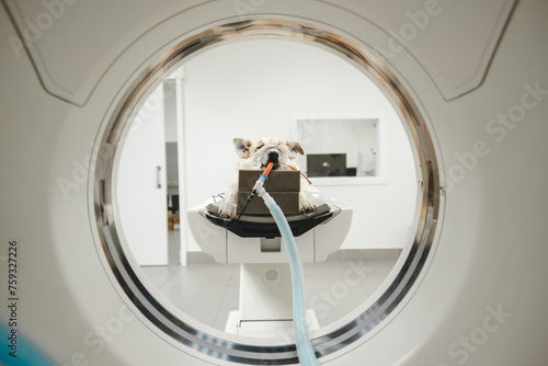 Dog getting tomography in hospital