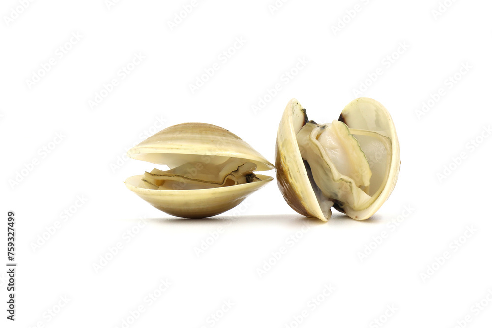 Closed up fresh baby clams, venus shell, shellfish, carpet clams, short necked clams, as raw food from the sea are the seafood ingredients. fresh clams isolated on white background. Closed up fresh baby clams, venus shell, shellfish, carpet clams, short necked clams, as raw food from the sea are the seafood ingredients. fresh clams isolated on white background.