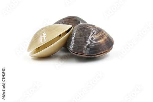 Closed up fresh baby clams, venus shell, shellfish, carpet clams, short necked clams, as raw food from the sea are the seafood ingredients. fresh clams isolated on white background.