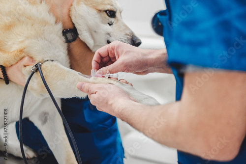 Crop vet doctors setting drip syringe to leg of dog in clinic photo