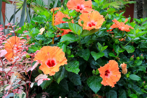 Bright colored Mandarin Tradewinds Hibiscus shrub with multiple blooming flowers, buds and dark green glossy leaves photo