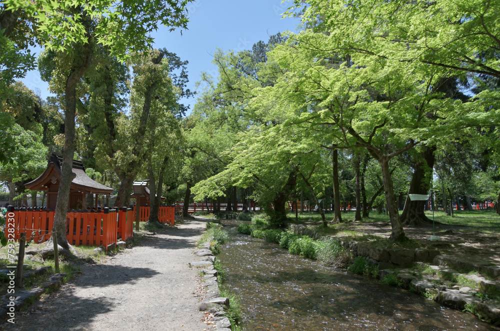 新緑の上賀茂神社 ならの小川 京都市北区 新緑の上賀茂神社 ならの小川 京都市北区