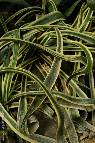 Leaves of agave plant