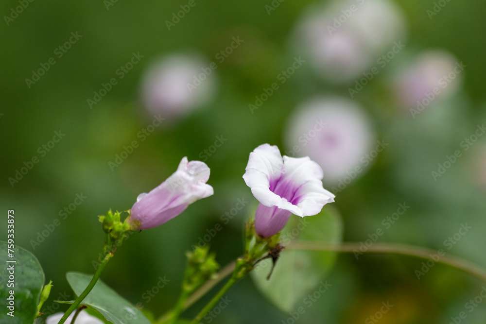 Flor endemica de méxico Yucatan, flor campanita, morado con blanco, naturaleza Flor endemica de méxico Yucatan, flor campanita, morado con blanco, naturaleza