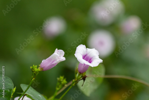 Flor endemica de m  xico Yucatan  flor campanita  morado con blanco  naturaleza