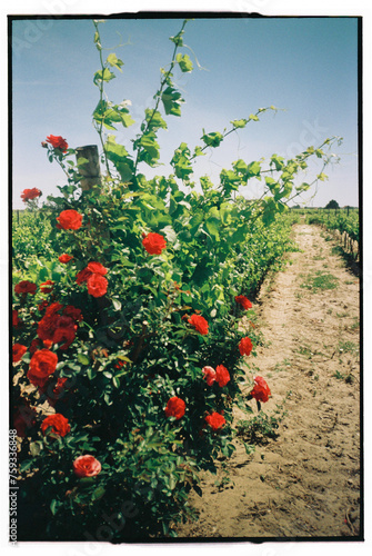 Red rose bush in the vineyard photo