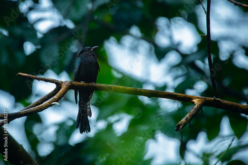 square-tailed drongo surniculus lugubris cuckoo perching on a tree branch under the rain, with natural bokeh background photo