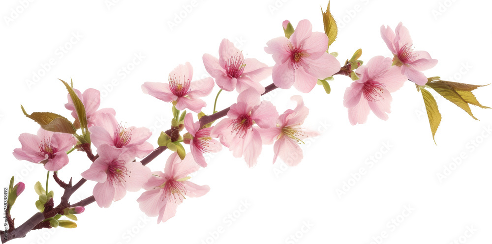 Branch With Pink Flowers on Transparent Background