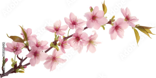 Branch With Pink Flowers on Transparent Background © cac_tus